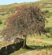 mountain ash tree