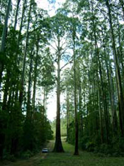 mountain ash tree pic