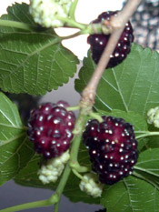 mulberries