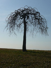 mulberry tree photo