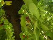 mulberry tree image