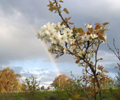 nashi pear tree