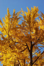 Nice Ginkgo Biloba