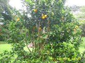 Grapefruit Tree