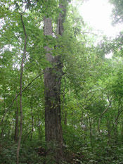 Nice Hickory Tree