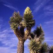 nice joshua tree