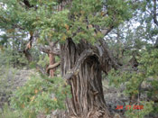 nice juniper tree