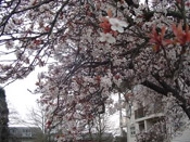 Flowering Plum Tree