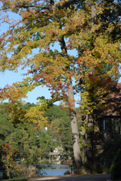 nice sweetgum