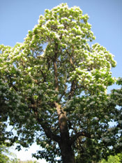 Nice Catalpa Tree