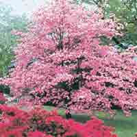 Nice Dogwood Tree