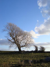 Nice Hawthorn Tree