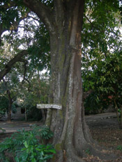 Mahogany Tree Pictures: Nice Large Mahogany Tree
