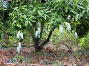 nice mango tree