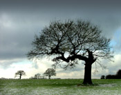 nice oak tree picture