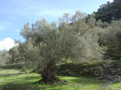 nice olive tree