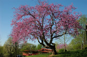 nice redbud tree