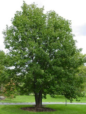 nice sycamore tree