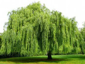 nice willow tree