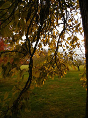 Catalpa Tree Pictures; Northern Catalpa Tree