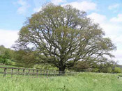 nice oak tree picture