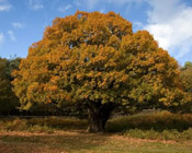 Pictures of Oak Trees