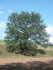 oak tree pic