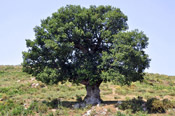 oak tree picture