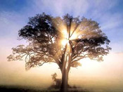 Oak tree image; Morning Sun Rays Thru the Oak Branches Photo