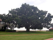 oak tree image