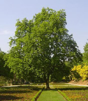 oak tree photo