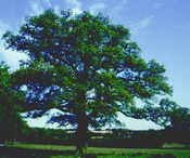 oak tree photo