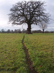 oak tree photograph