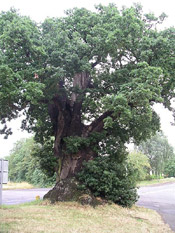 oak tree picture