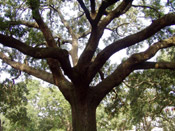 oak tree picture
