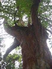 old japanese cedar