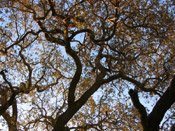 old oak tree