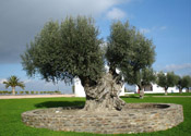 old olive tree