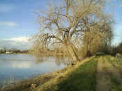 Cottonwood Tree Pictures: Old Cottonwood Tree