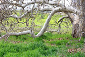 old sycamore tree