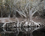 old tupelo tree