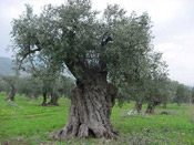 olive tree