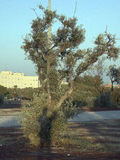 olive tree photo