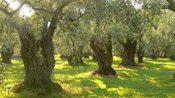 olive trees