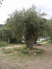 olive tree image