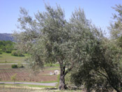 olive tree photo