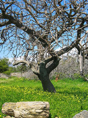 olive tree photo
