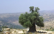 olive tree pic