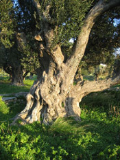 olive tree picture