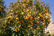 orange tree